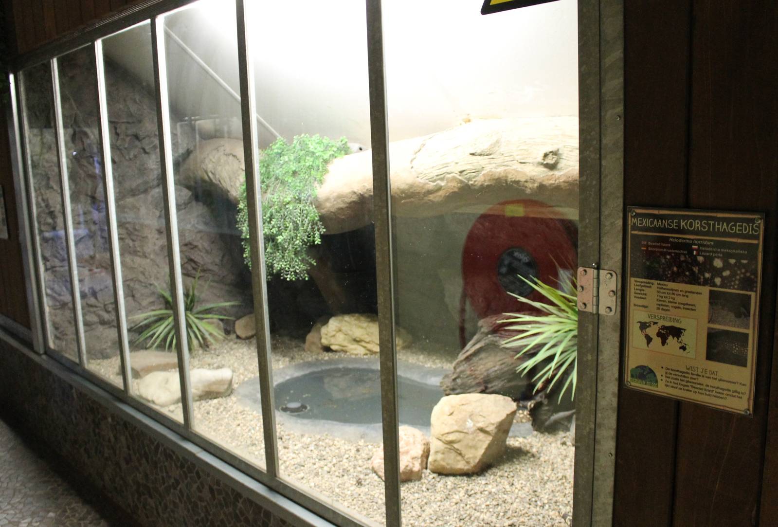 Enclosure Mexican beaded lizard