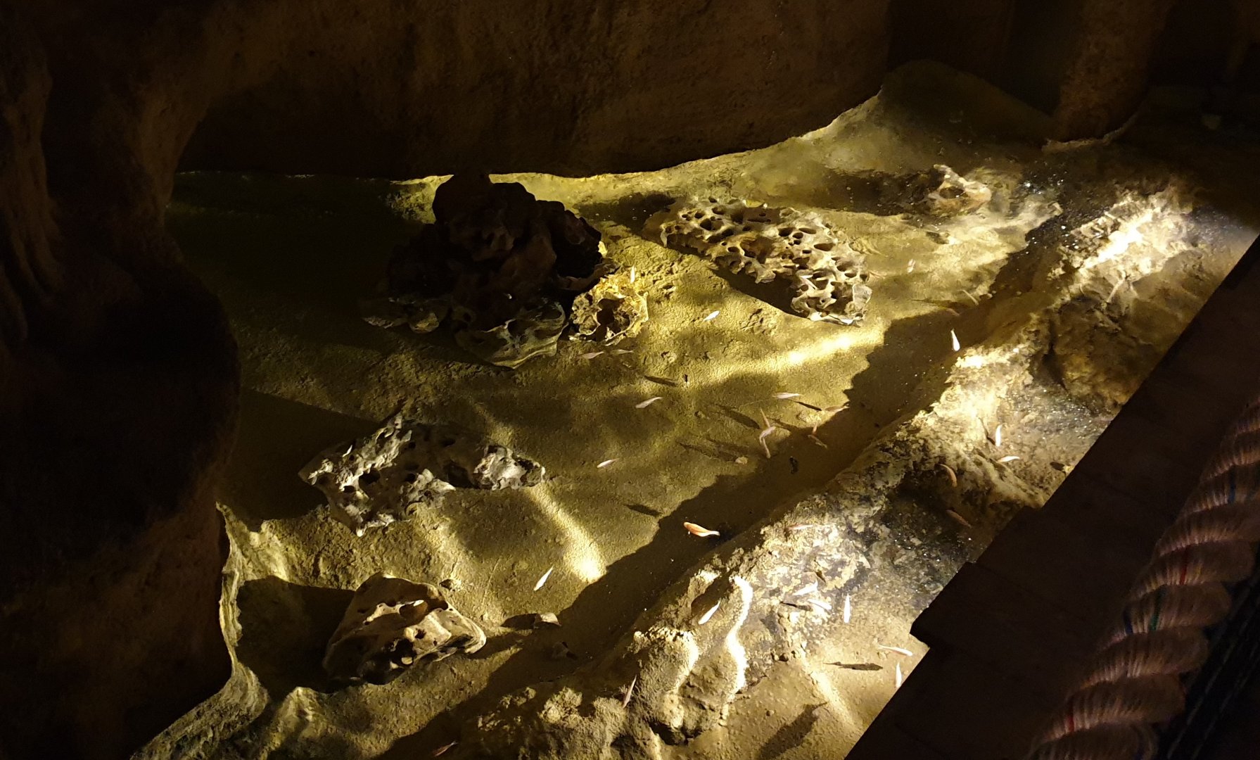 Enclosure Mexican blind cave-fish