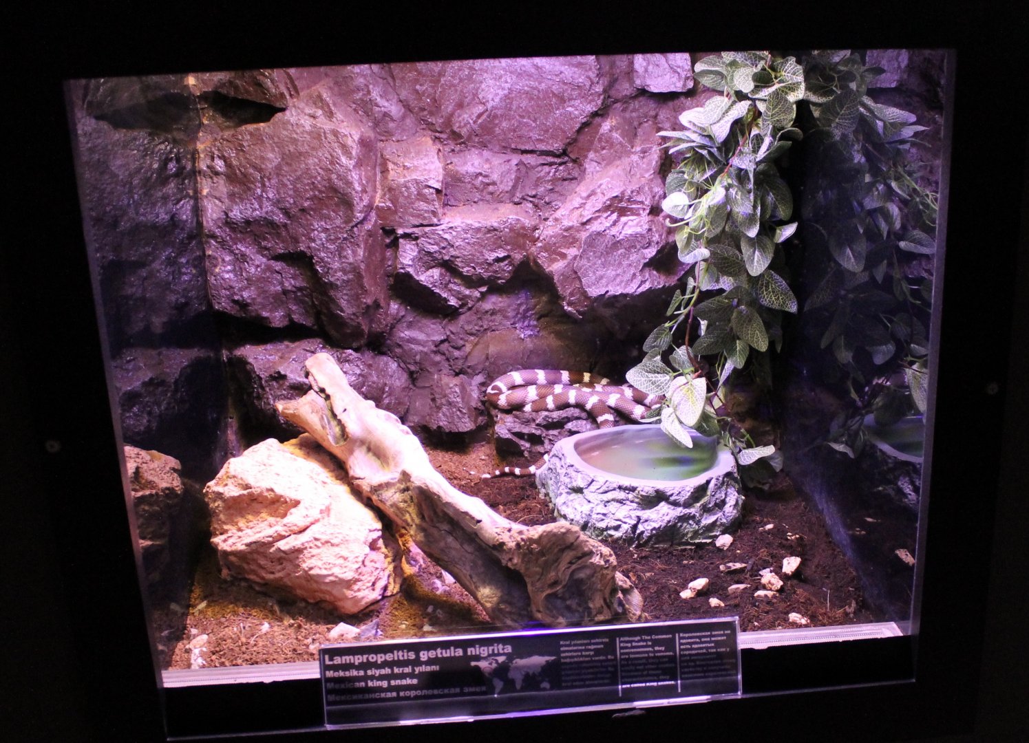 Enclosure Mexican king snake