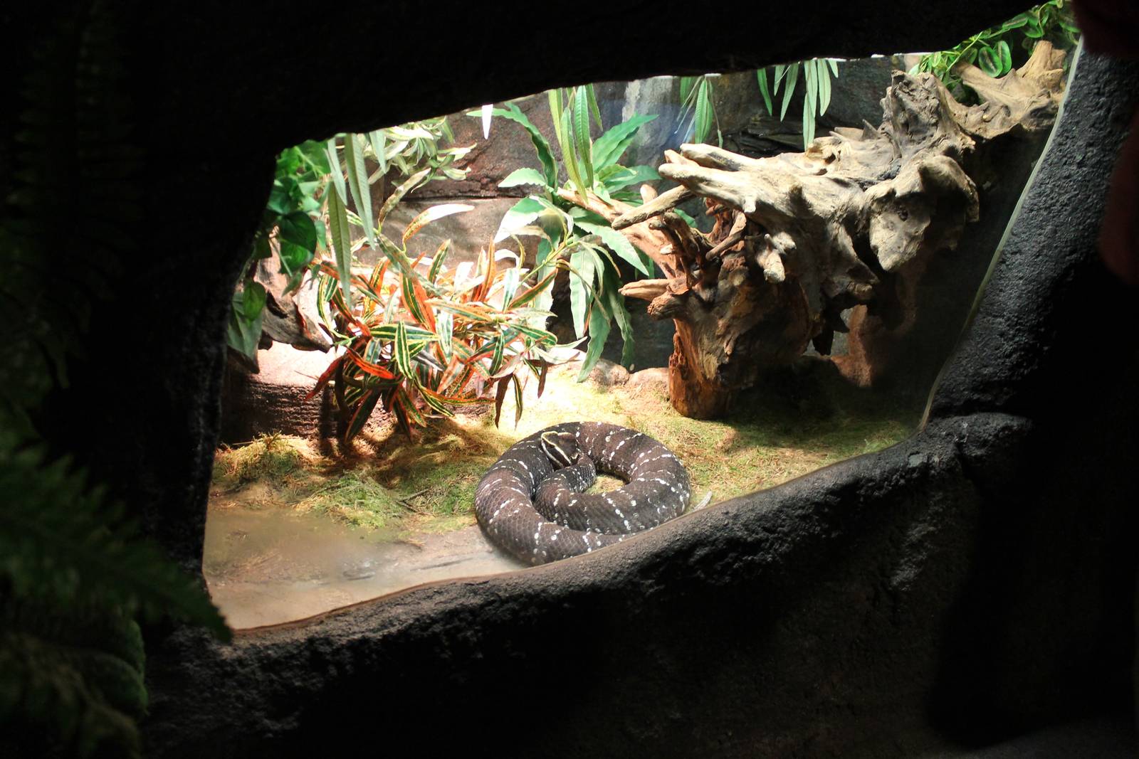 Enclosure Mexican mocassinsnake