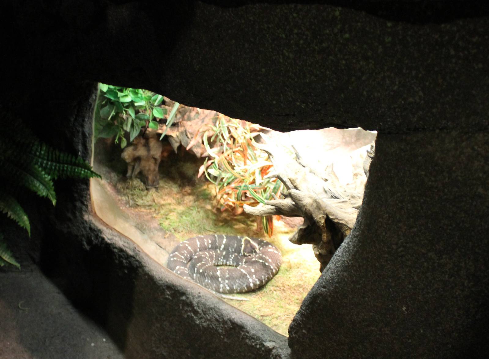 Enclosure Mexican moccasinsnake