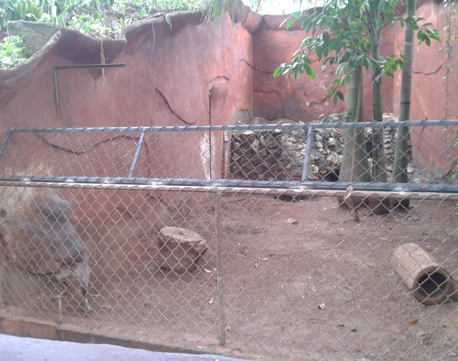 Enclosure Mexican naked dog