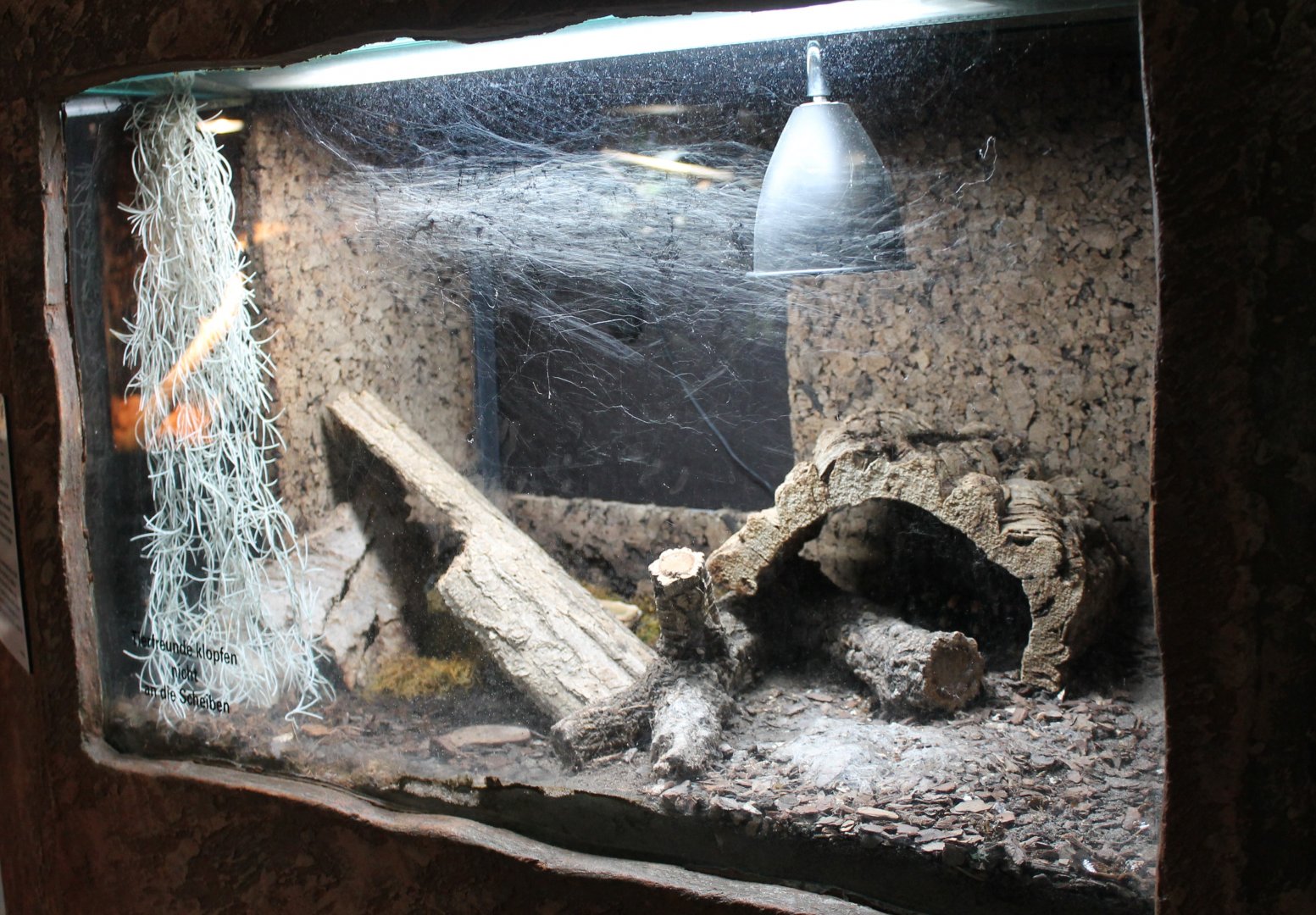 Enclosure Mexican red-knee tarantula