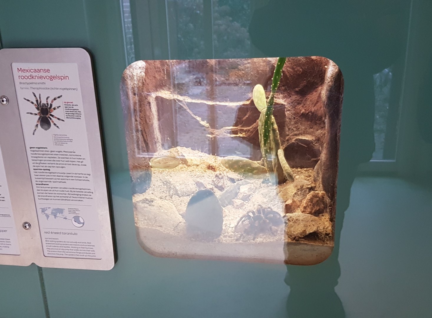 Enclosure Mexican red-kneed tarantula