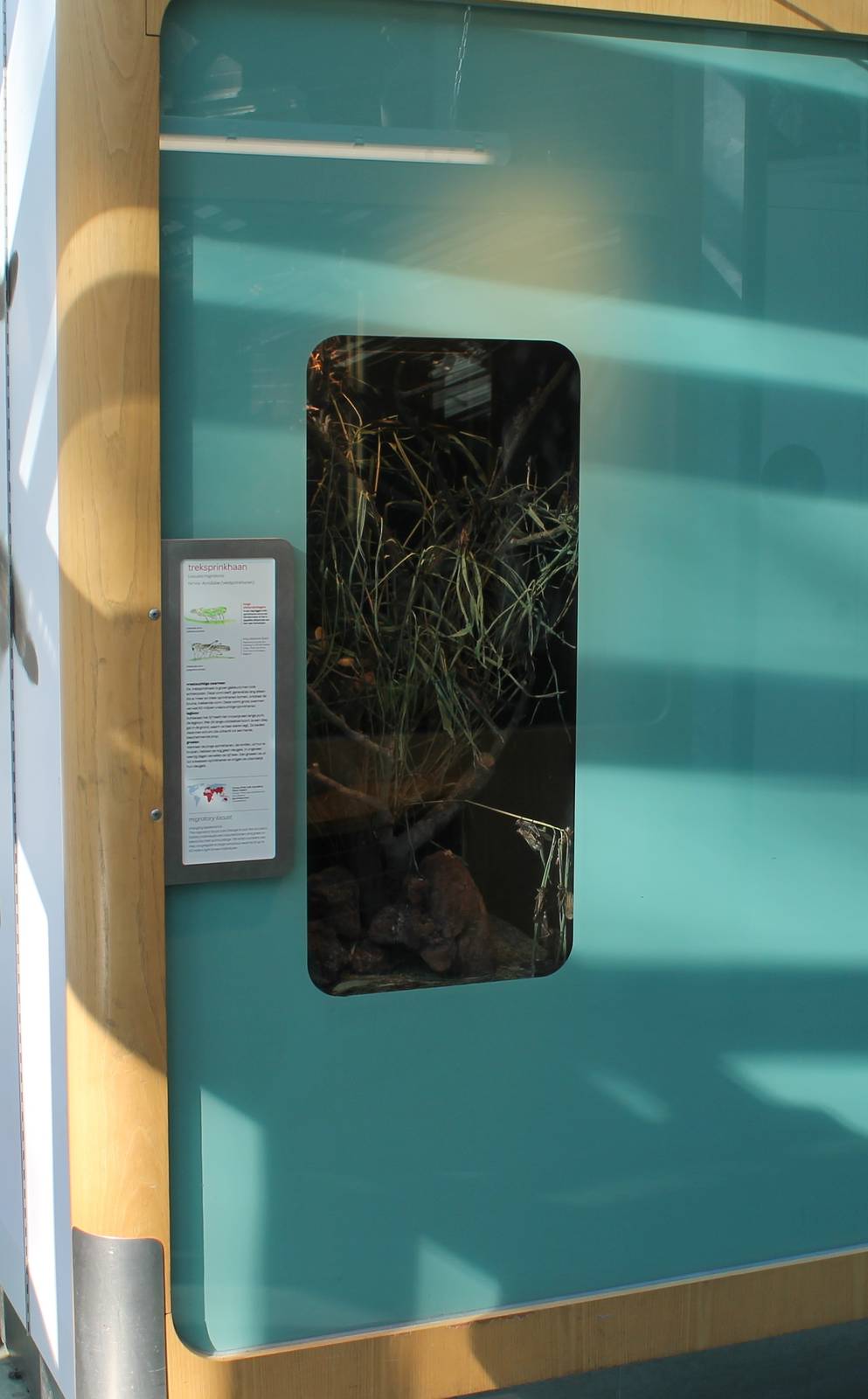 Enclosure Migratory locust