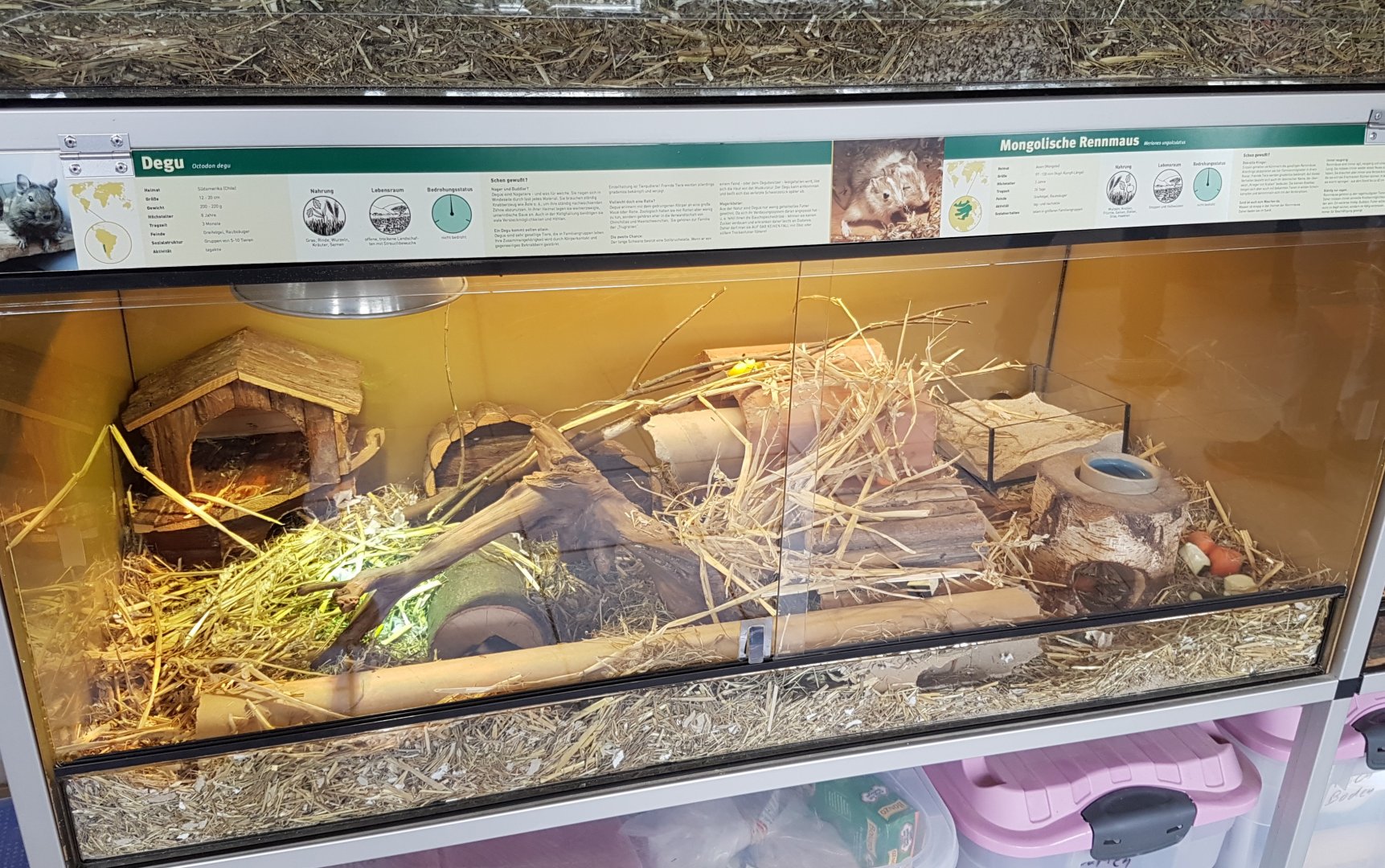 Enclosure Mongolian gerbil
