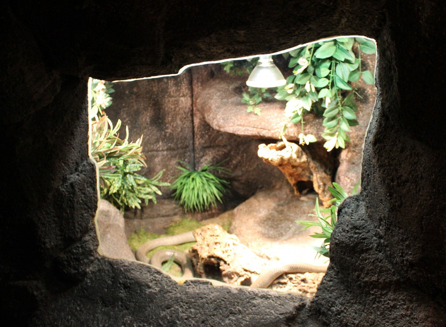 Enclosure Monocled cobra