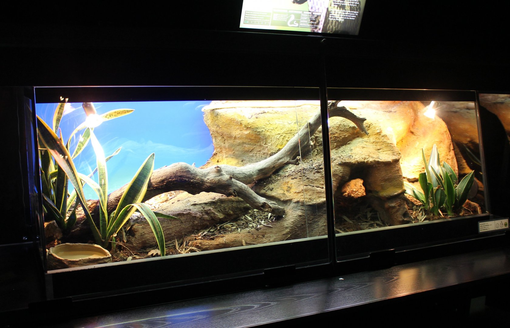 Enclosure Monocled cobra