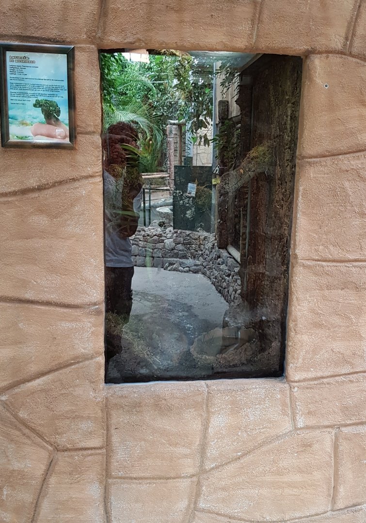 Enclosure Mossy frog