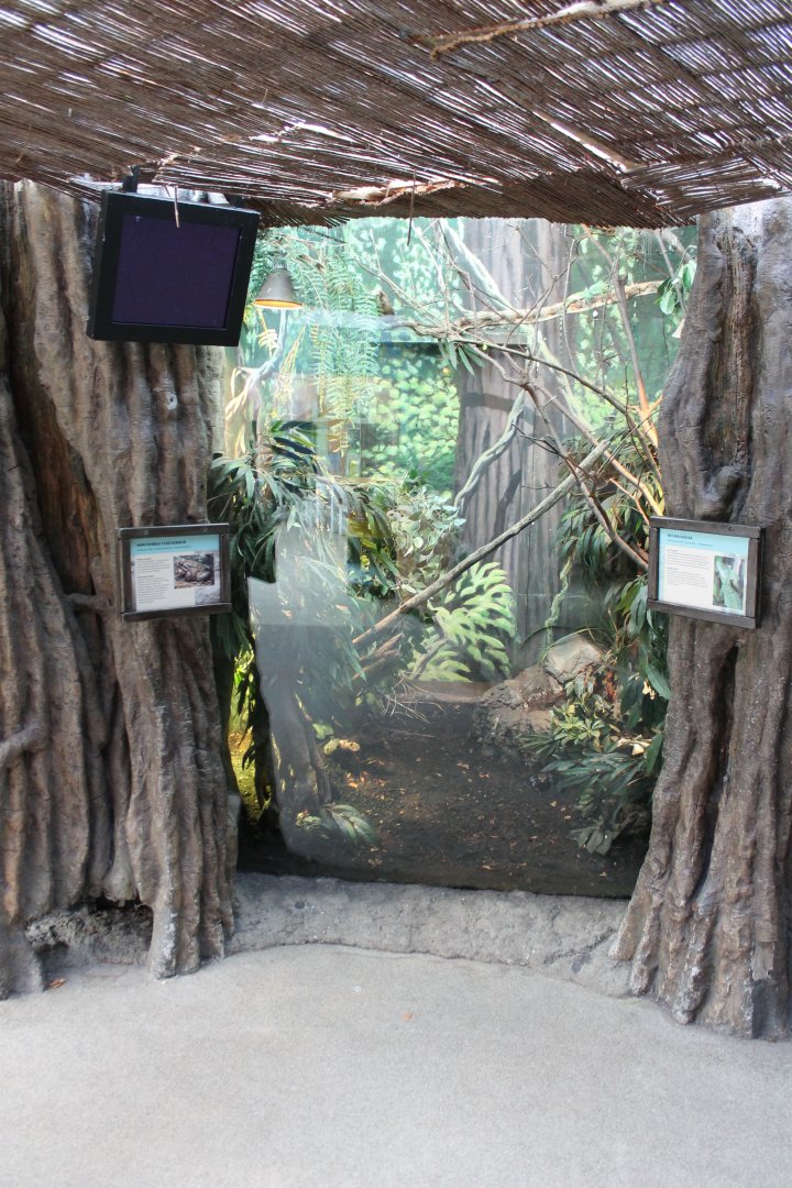 Enclosure Mountain chicken - Green basilisk