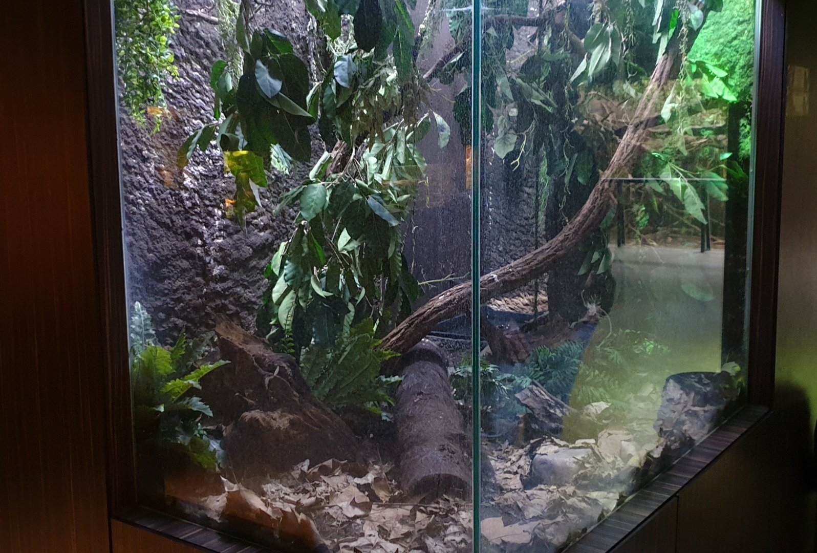 Enclosure Mountain chicken