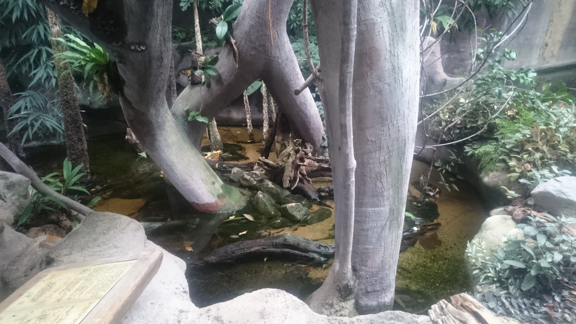 Enclosure Mudskipper