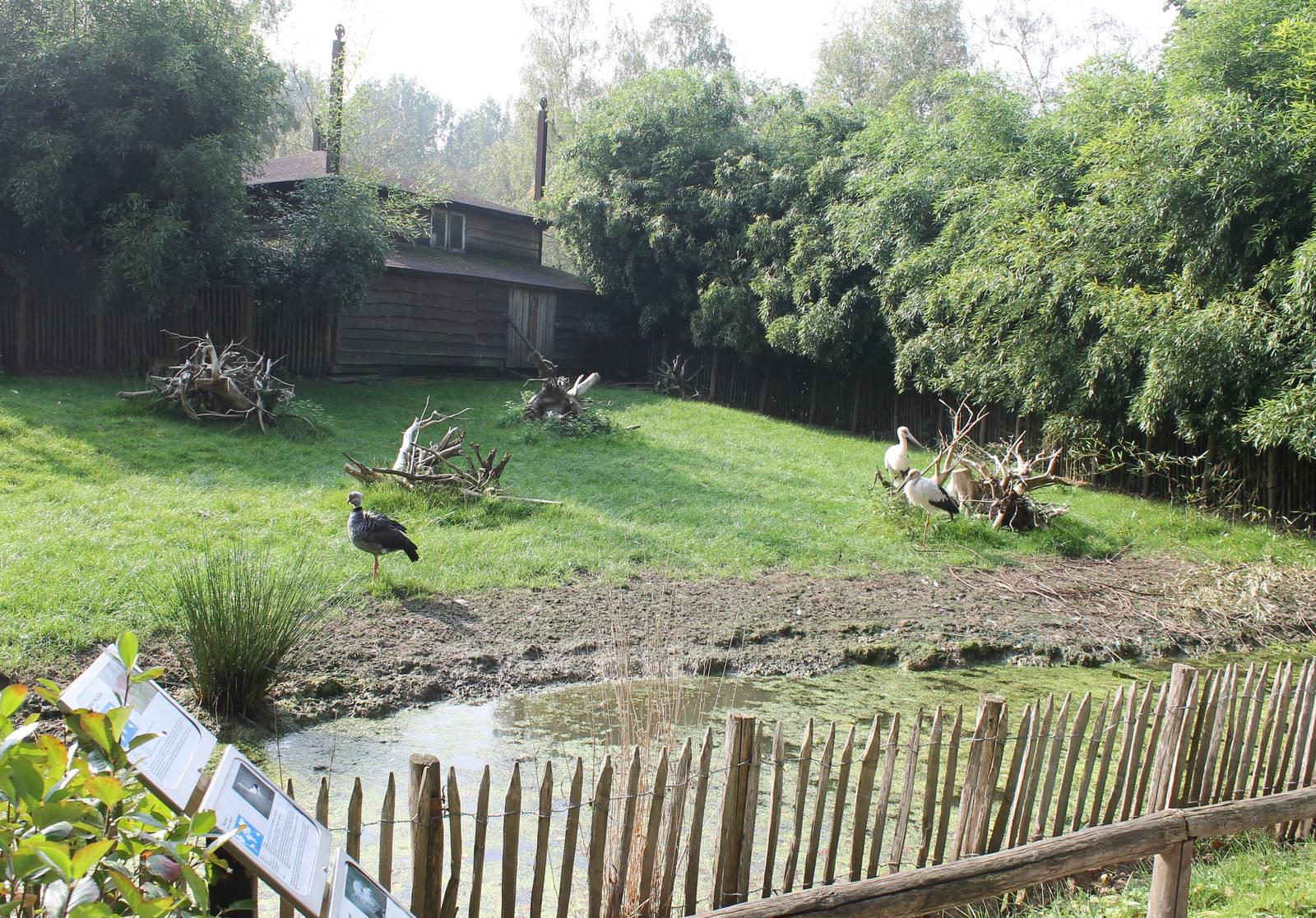Enclosure Muntjac, Maguari and Screamer