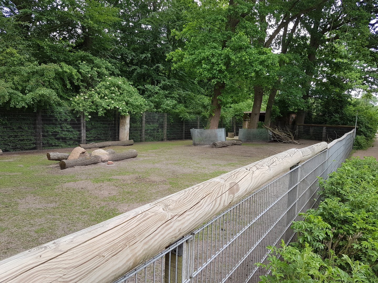Enclosure Muntjac