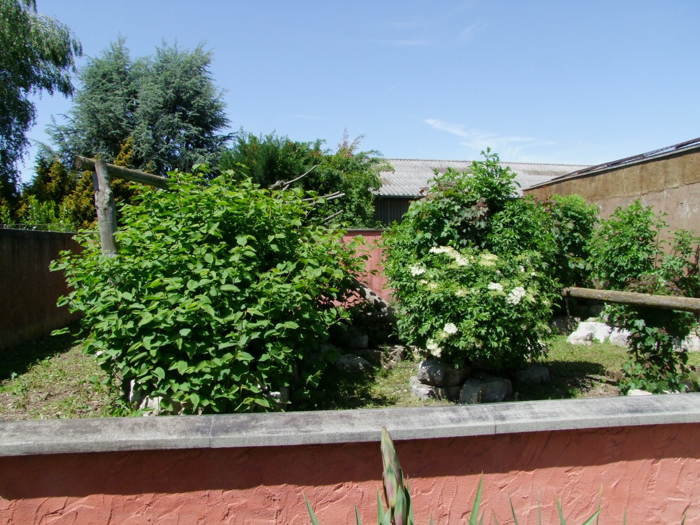 Enclosure Nasua nasua