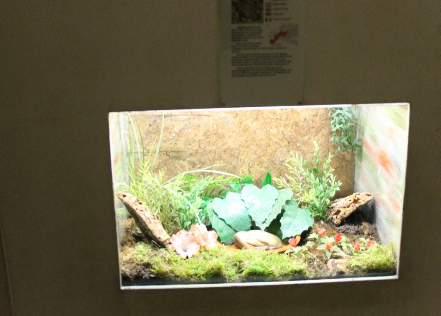 Enclosure Natterjack toad
