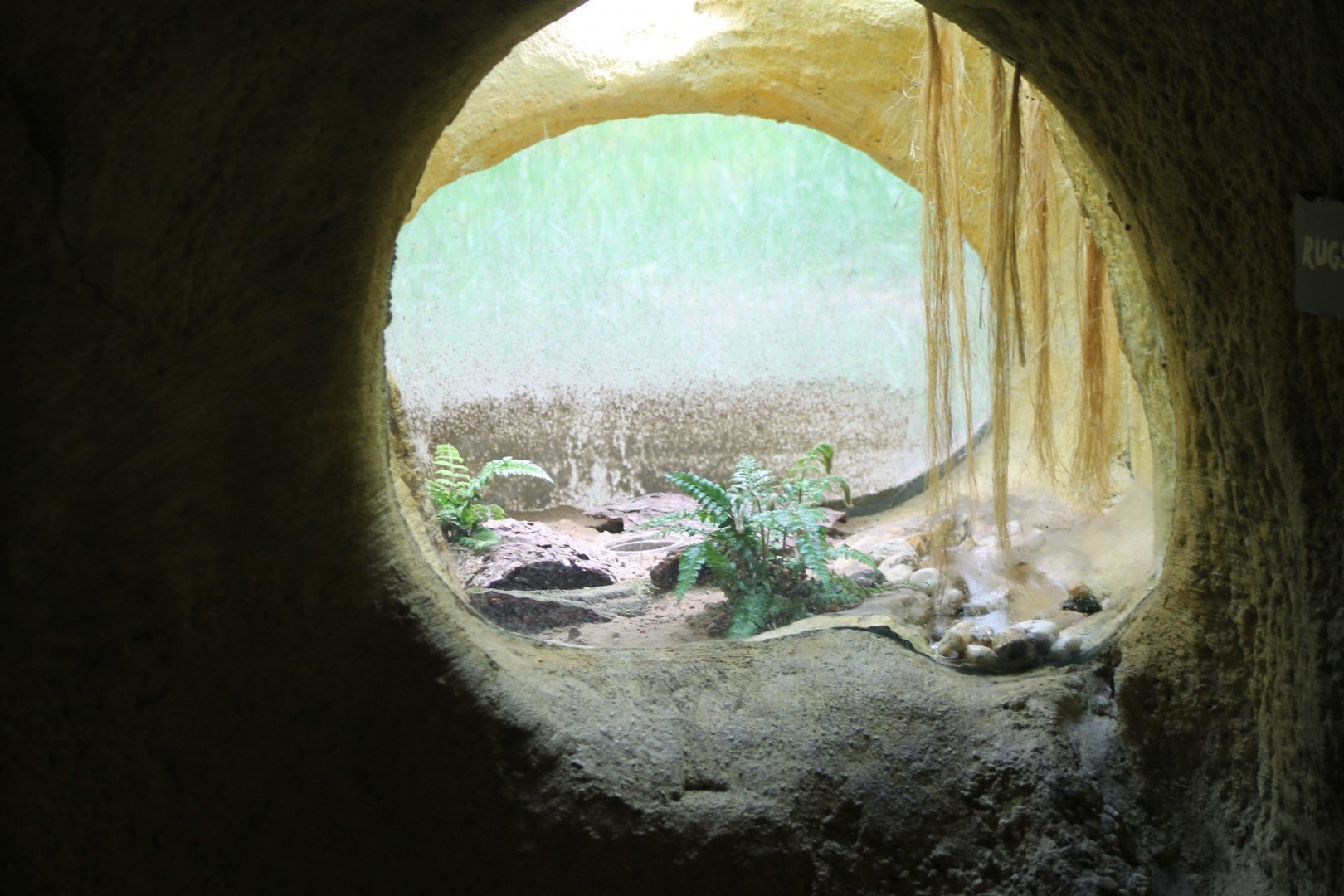 Enclosure Natterjack toad