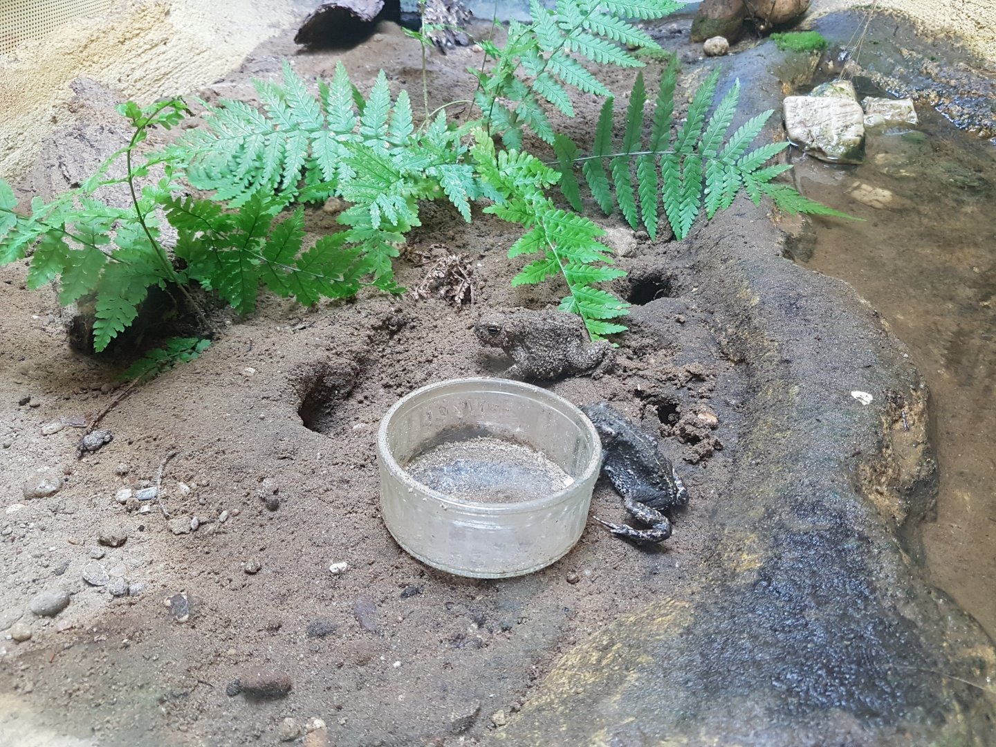 Enclosure Natterjack toad