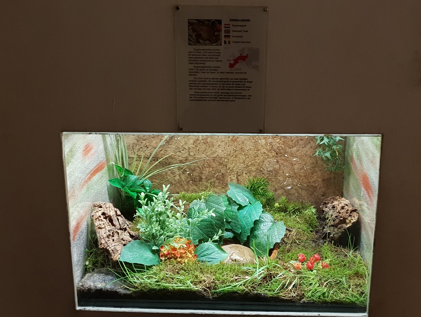 Enclosure Natterjack toad