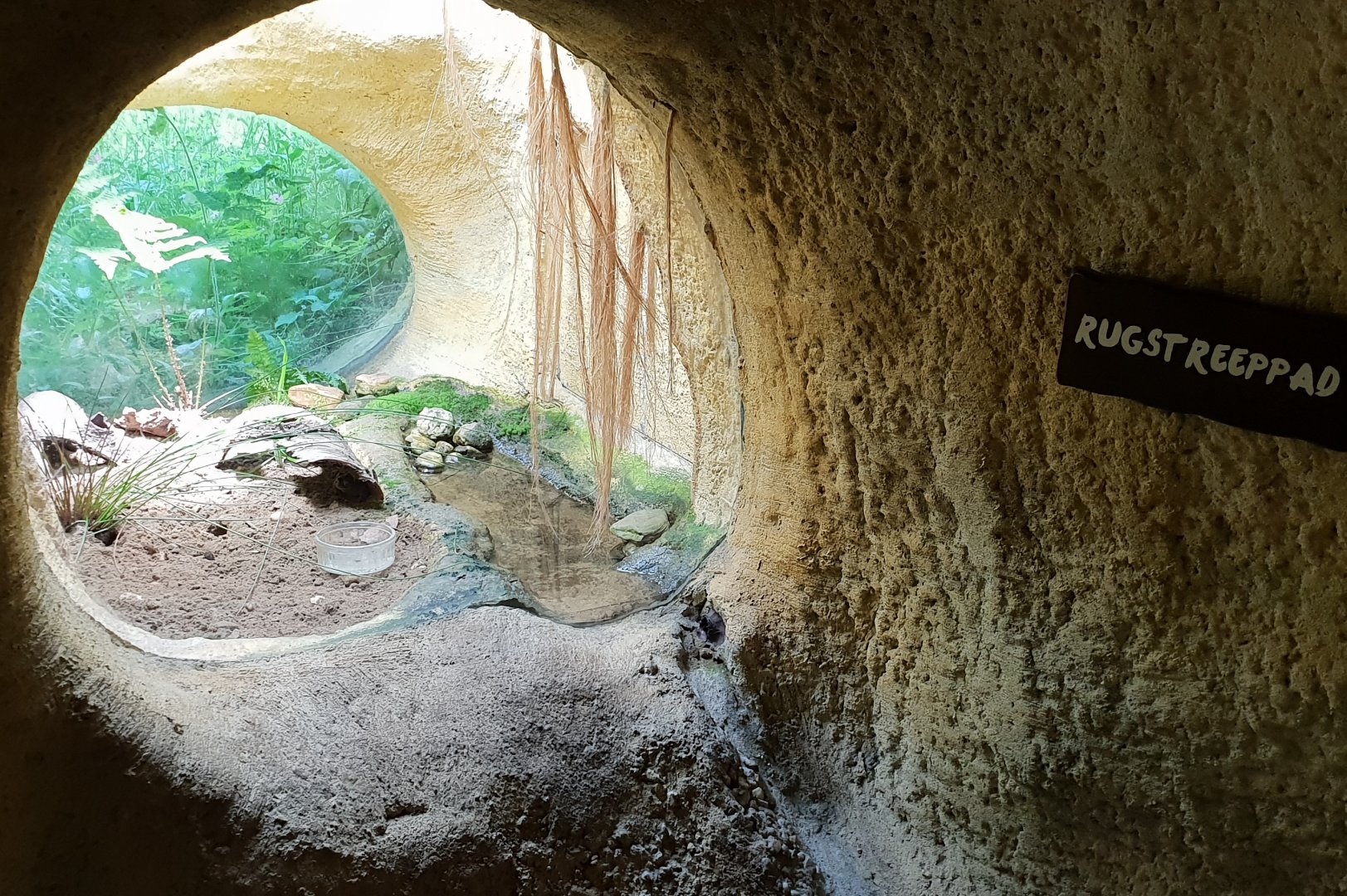 Enclosure Natterjack toad