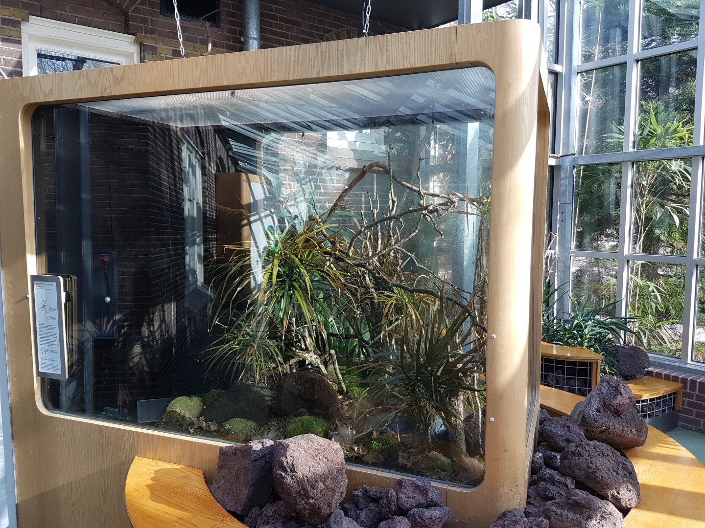 Enclosure Nephila inaurata