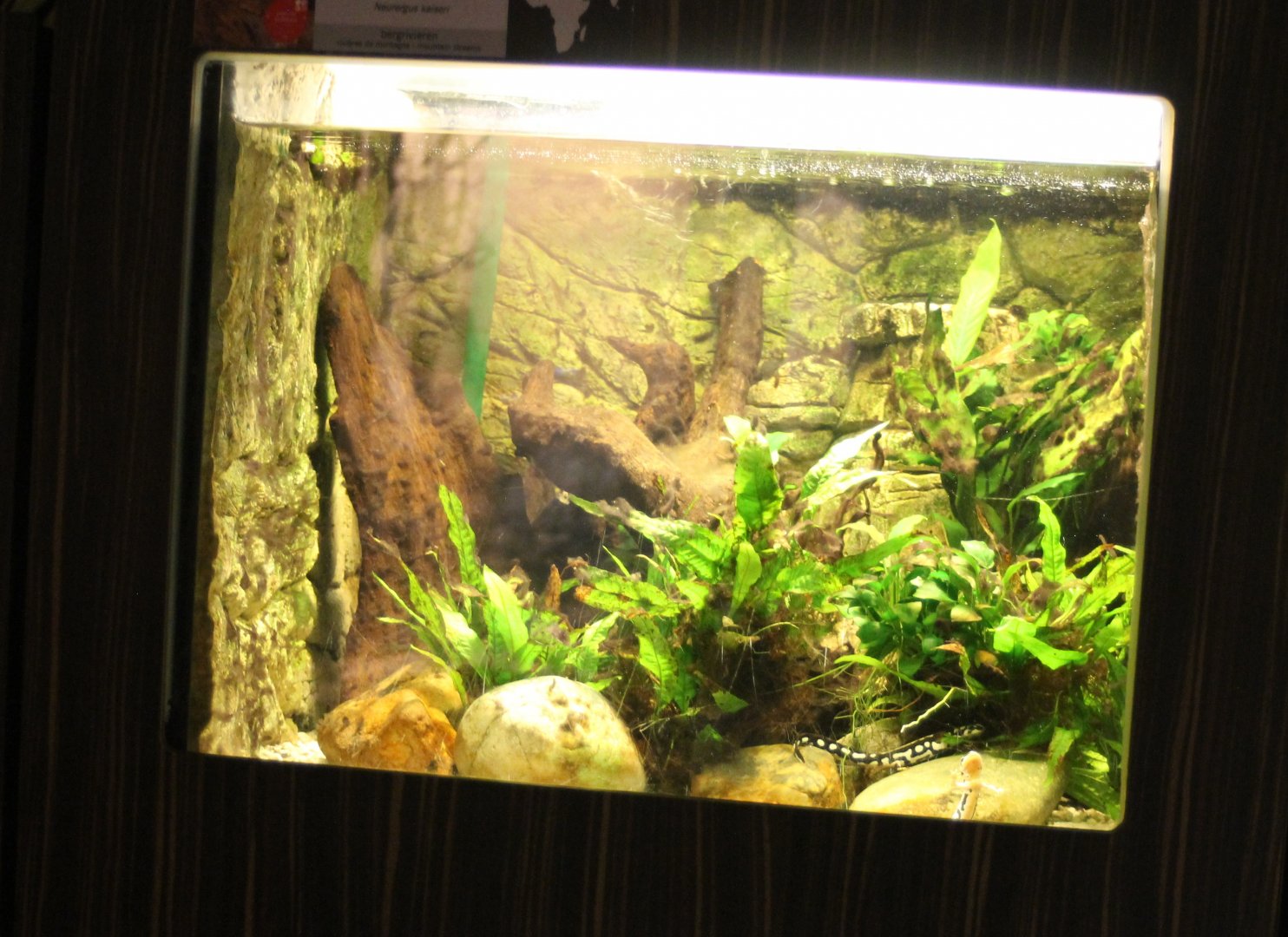 Enclosure Neuregus kaiseri