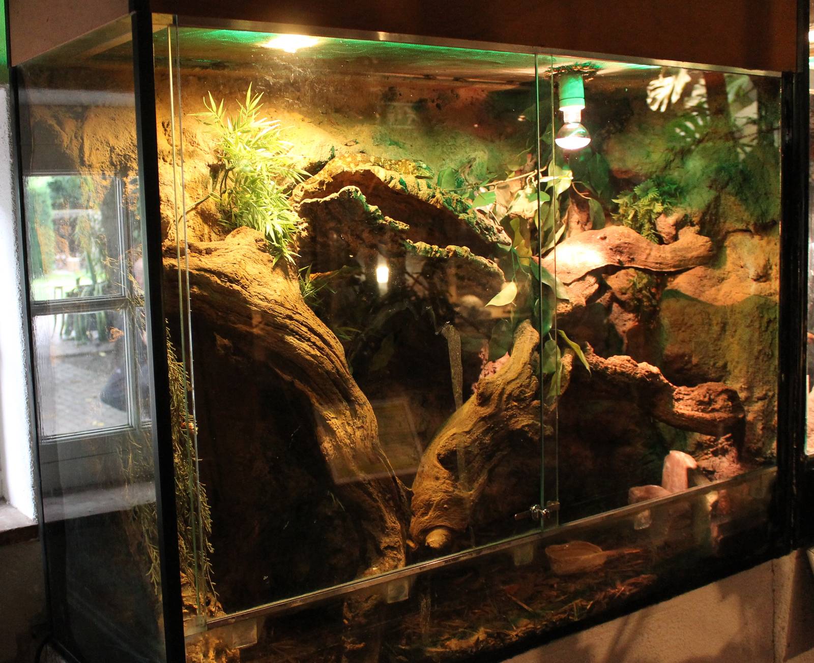 Enclosure New Caledonian giant gecko