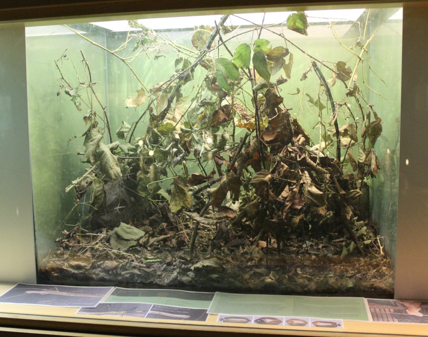 Enclosure newly discribed stick insect-species and subspecies