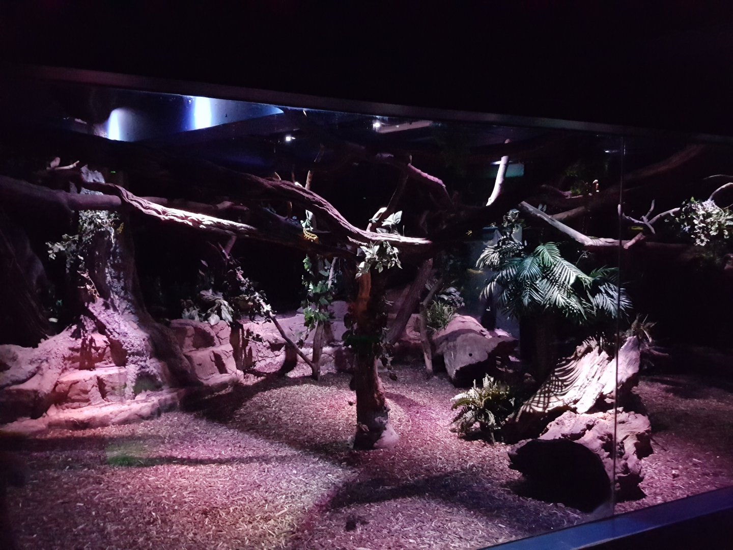 Enclosure Night monkey - Fruit bat