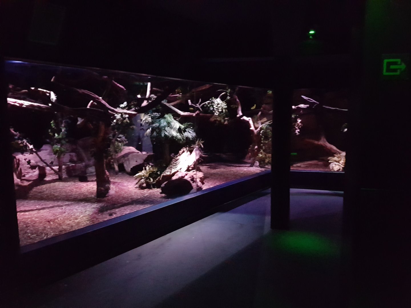 Enclosure Night monkey - Fruit bat