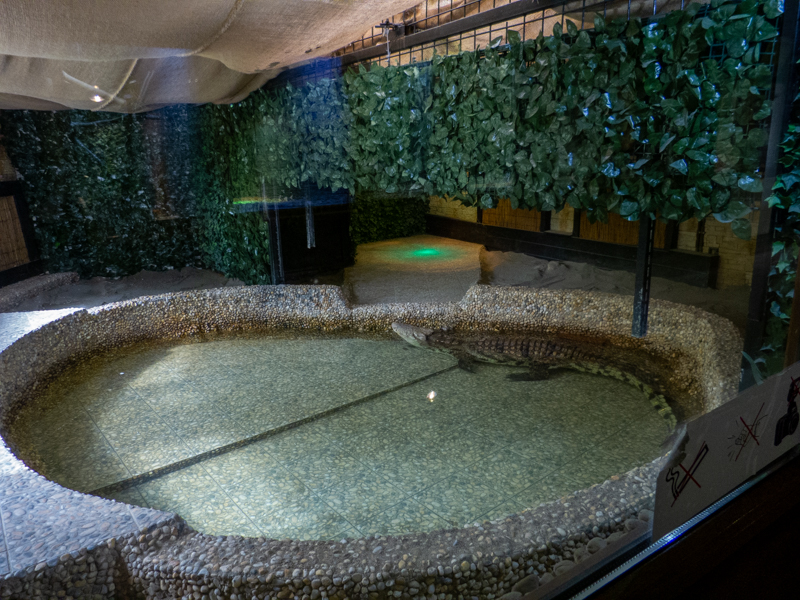 enclosure nile crocodile