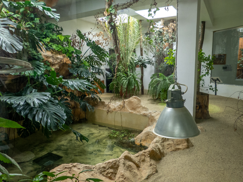 enclosure nile crocodile