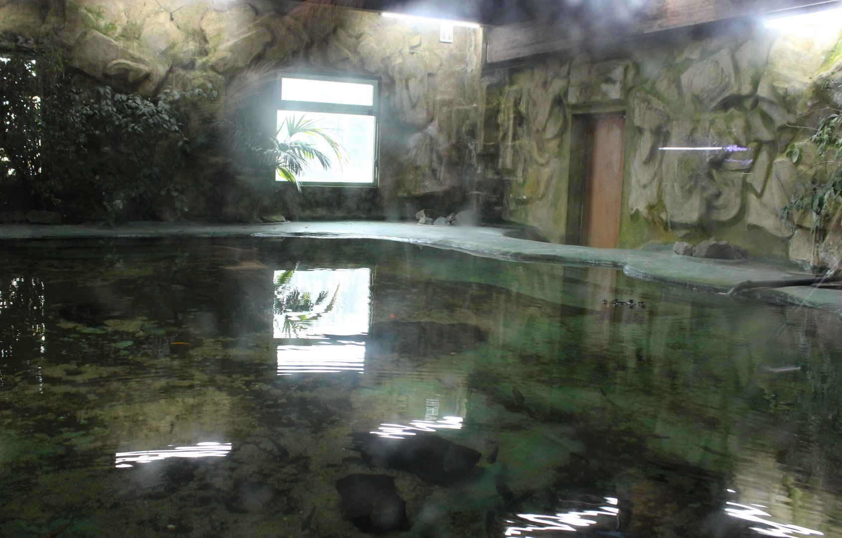 Enclosure Nile crocodile