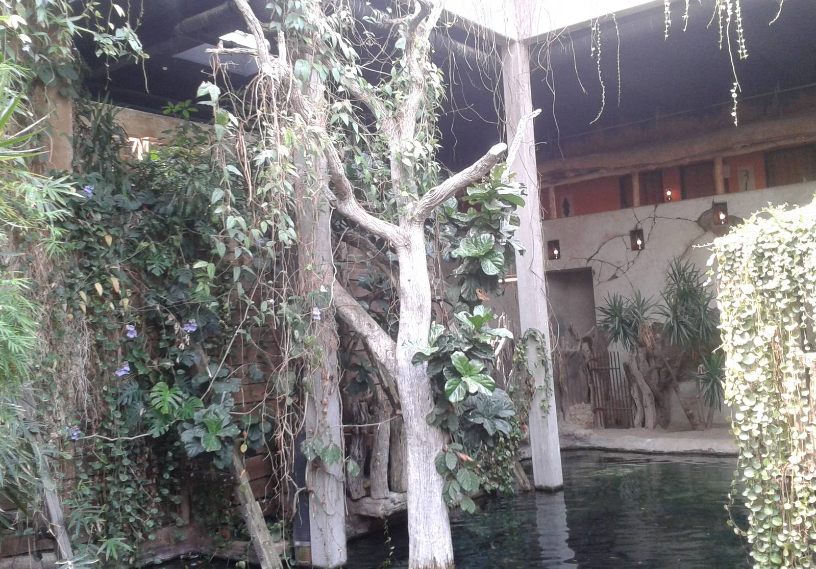 Enclosure Nile crocodiles