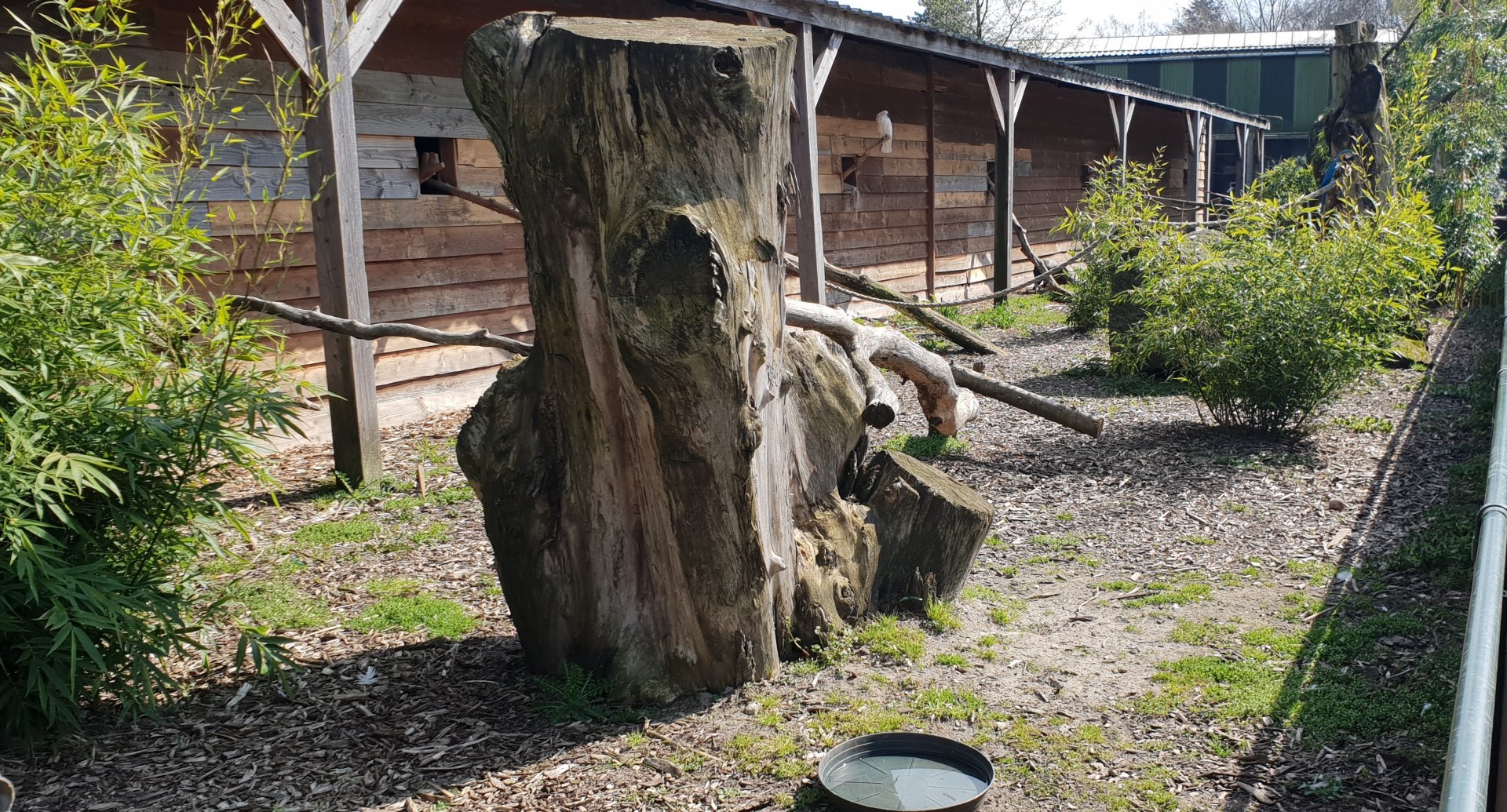 Enclosure none-flying parrots