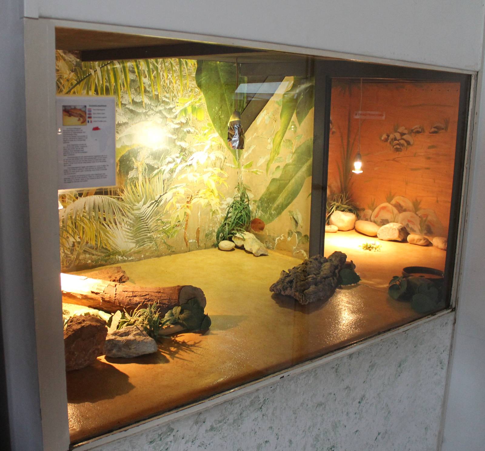 Enclosure North African spiny-tail