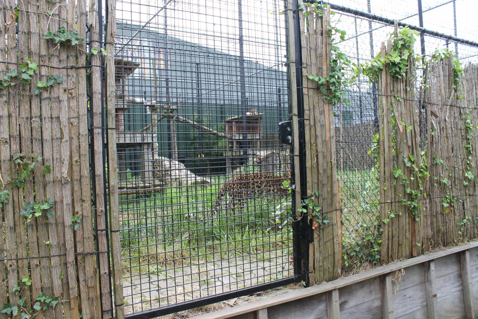 Enclosure North-chinese leopard