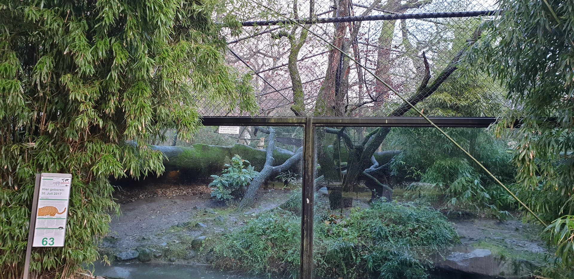 Enclosure North-Chinese leopard