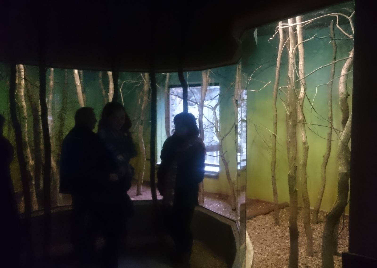 Enclosure Northern talapoin monkey