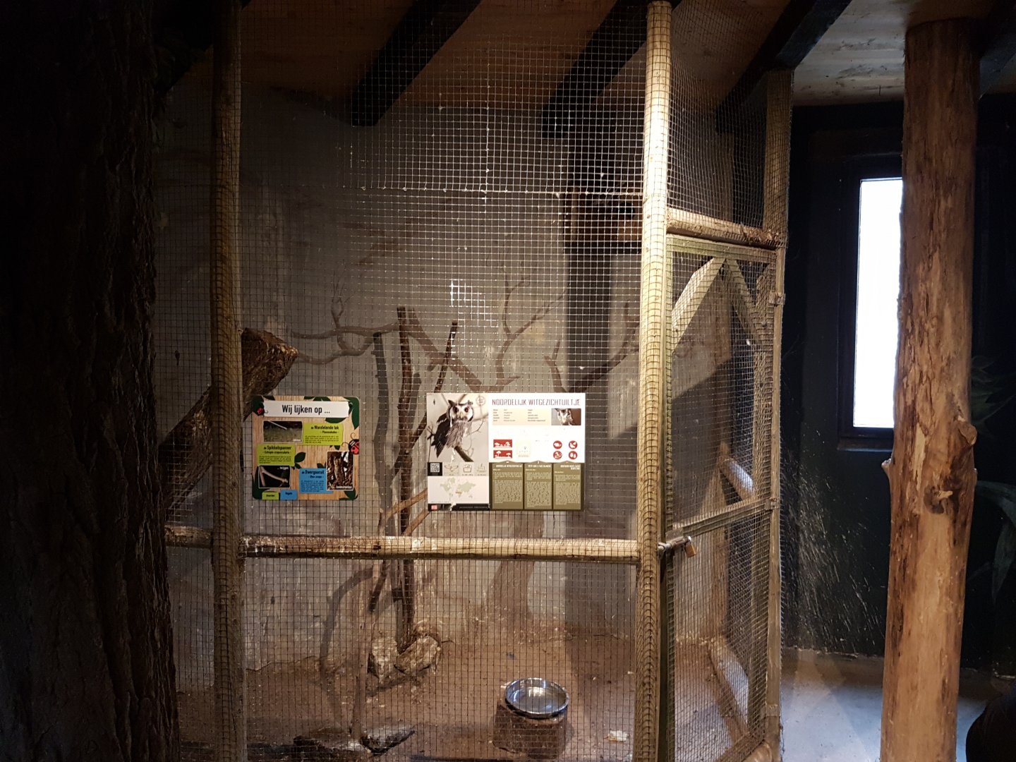 Enclosure Northern White-faced owl