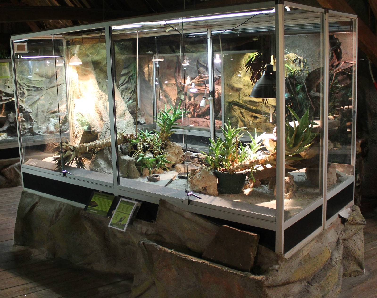 Enclosure Ocellated lizard and Pancake tortoise