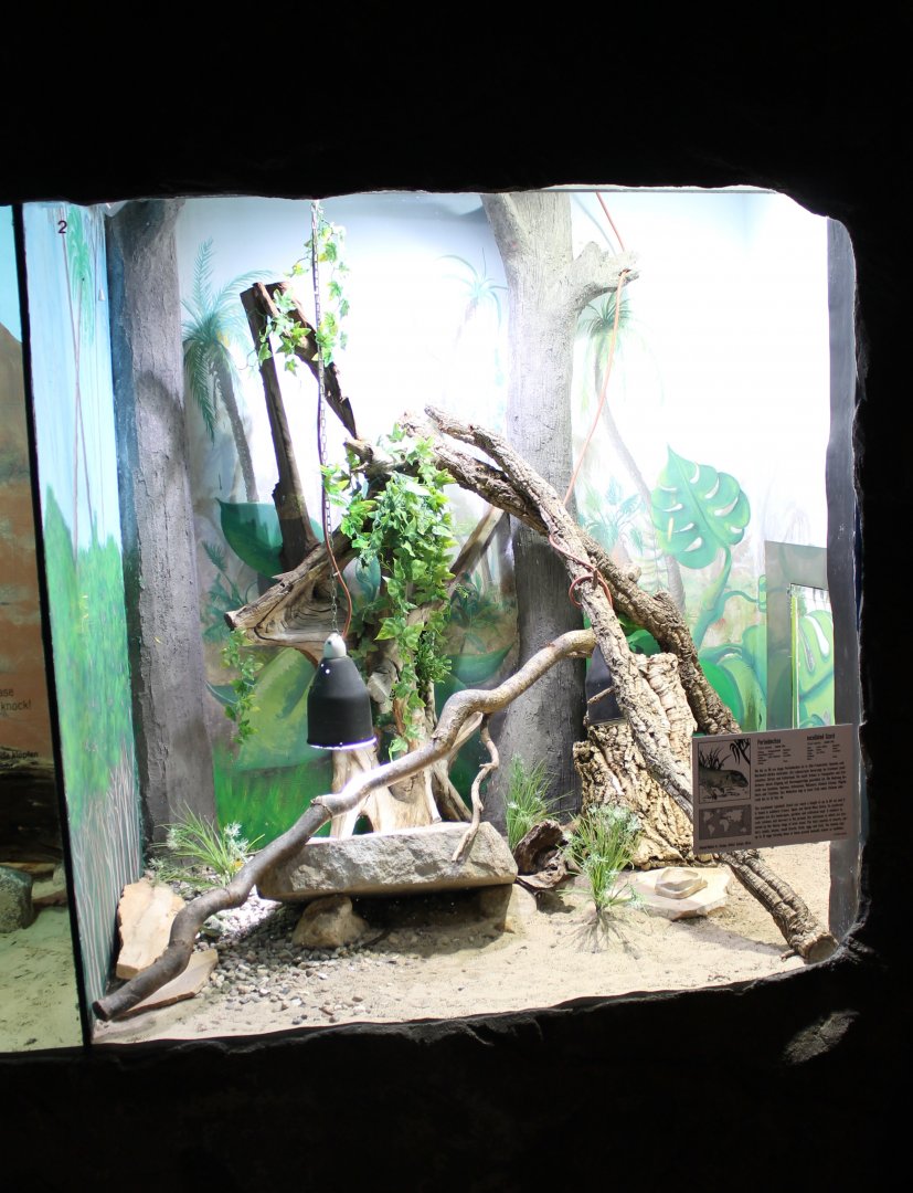 Enclosure Ocellated lizard