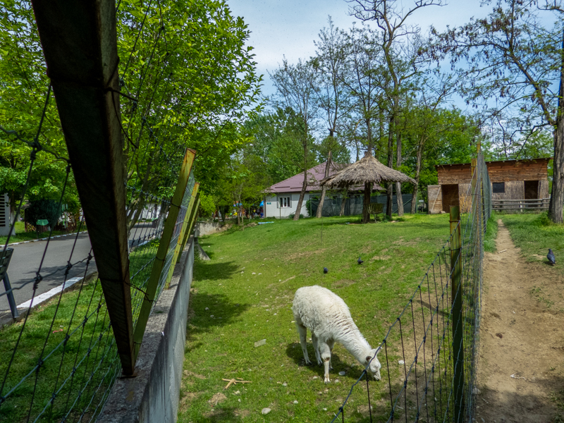 enclosure of alpaca