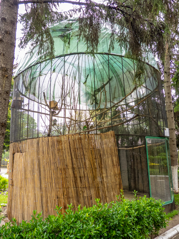 enclosure of American red squirrel