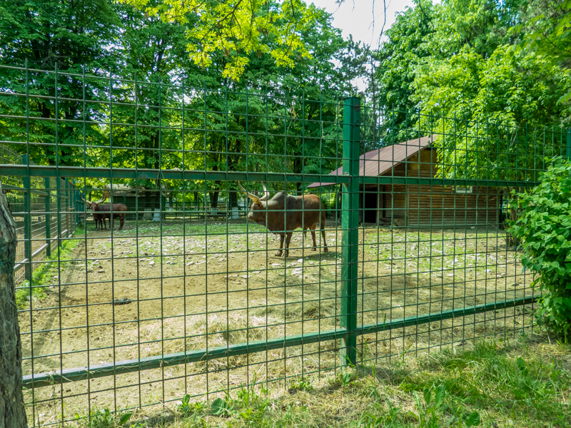 enclosure of ancole watussi