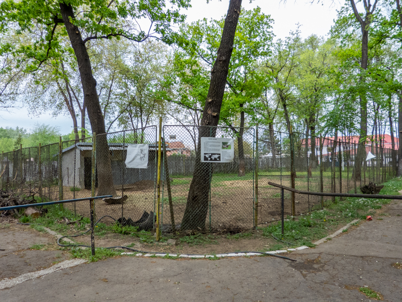 enclosure of Ankole-watusi