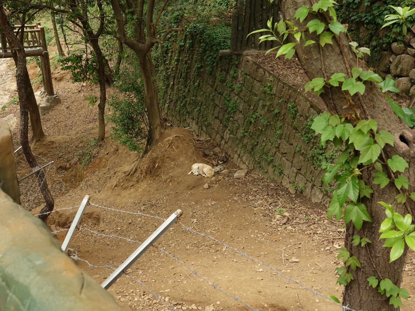 Enclosure of arctic wolfes (Canis lupus) - 16.04.2019