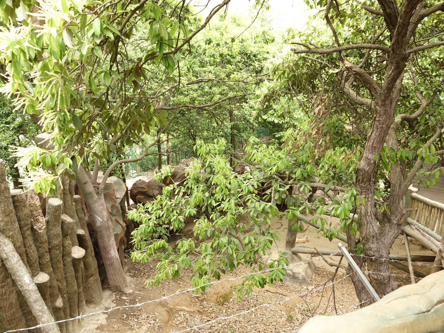 Enclosure of arctic wolfes (Canis lupus) - 16.04.2019