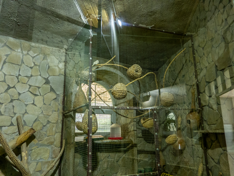 enclosure of Australian zebra finch