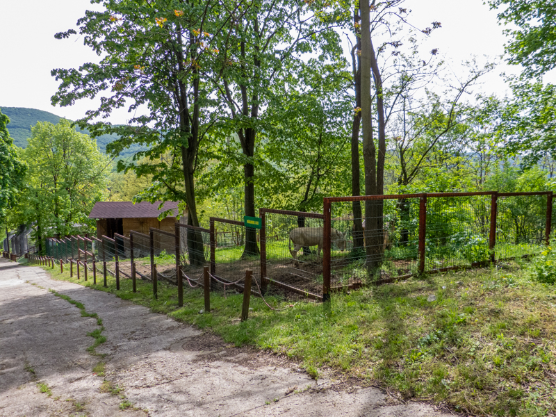 enclosure of Austrian Hungarian White Baroque Donkey